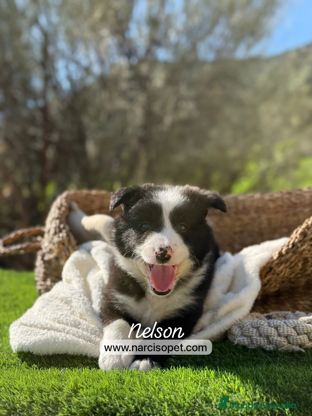Border Collie perros en venta: CRIADERO DE BORDER COLLIE - Anuncio 1