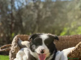Border Collie perros CRIADERO DE BORDER COLLIE - Anuncio 6