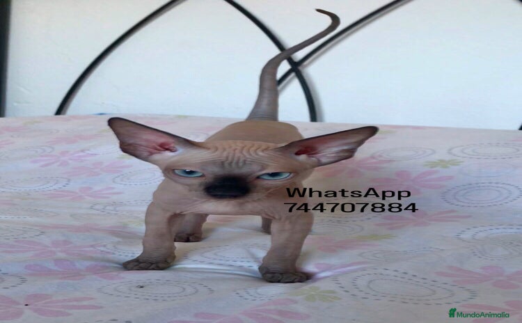 Sphynx gatos - Propaganda 1