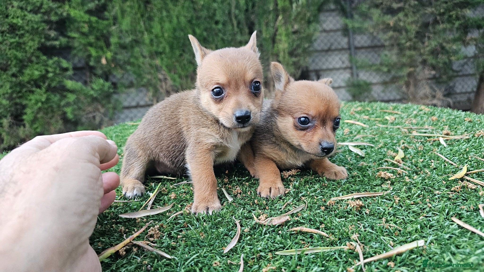 Raza Mixta perros Cachorritos mini toy - Anuncio 1
