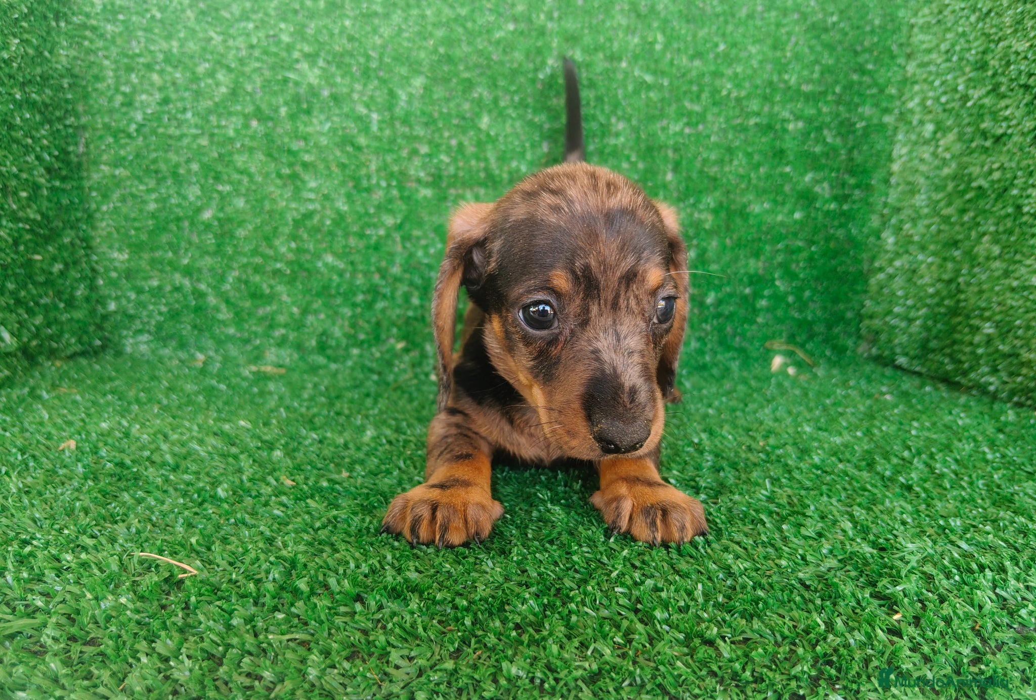 Teckel Miniatura perros en venta: Teckel miniatura  - Anuncio 11