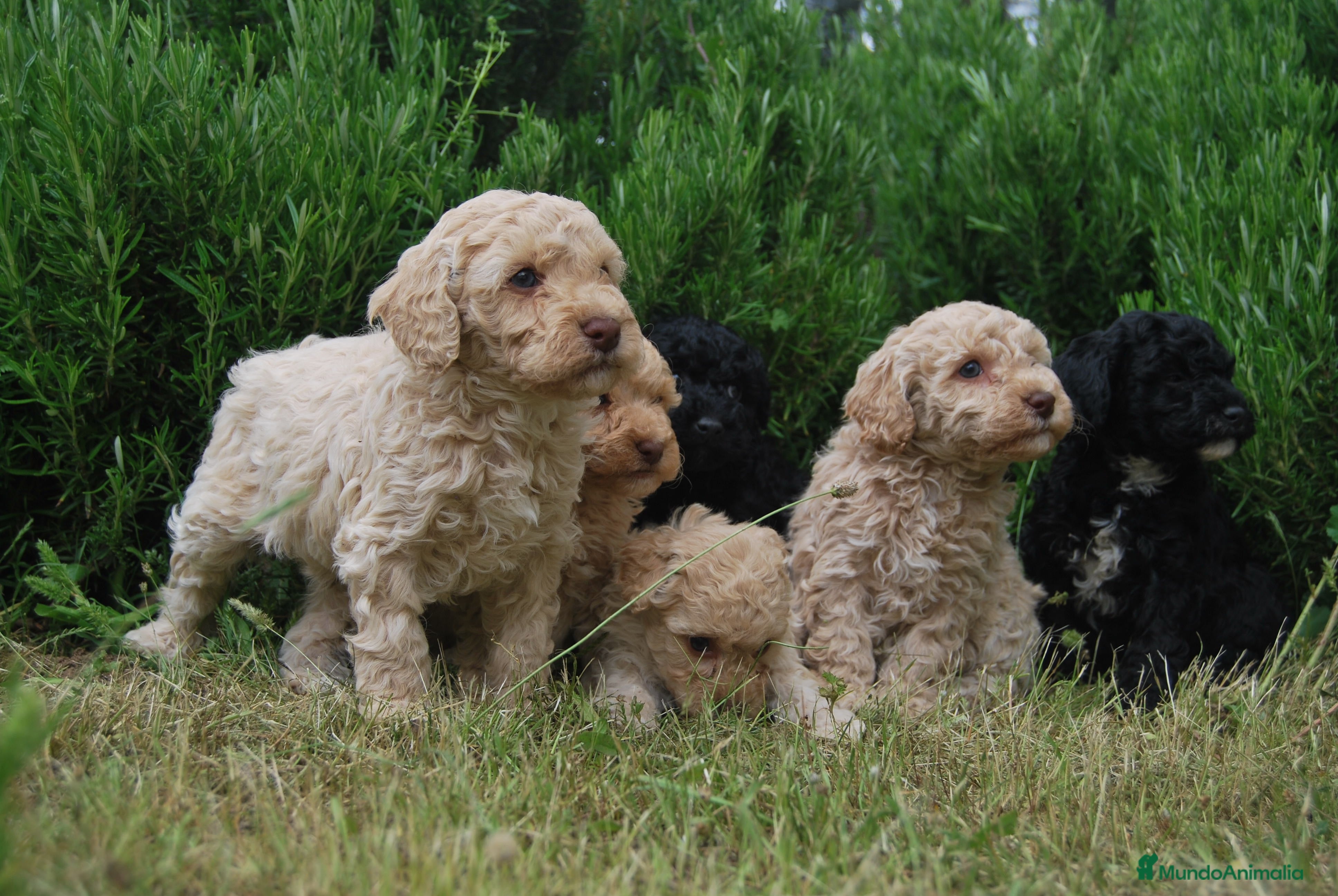 Caniche Toy perros Cachorros de Caniche toy y enano en Madrid - Anuncio 39