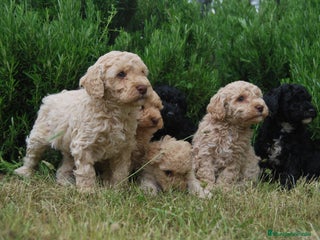 Caniche Toy perros en Madrid - Anuncio 38