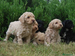 Caniche Toy perros Cachorros de Caniche toy y enano en Madrid - Anuncio 19
