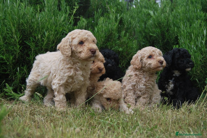 Caniche Toy perros en Madrid - Anuncio 10