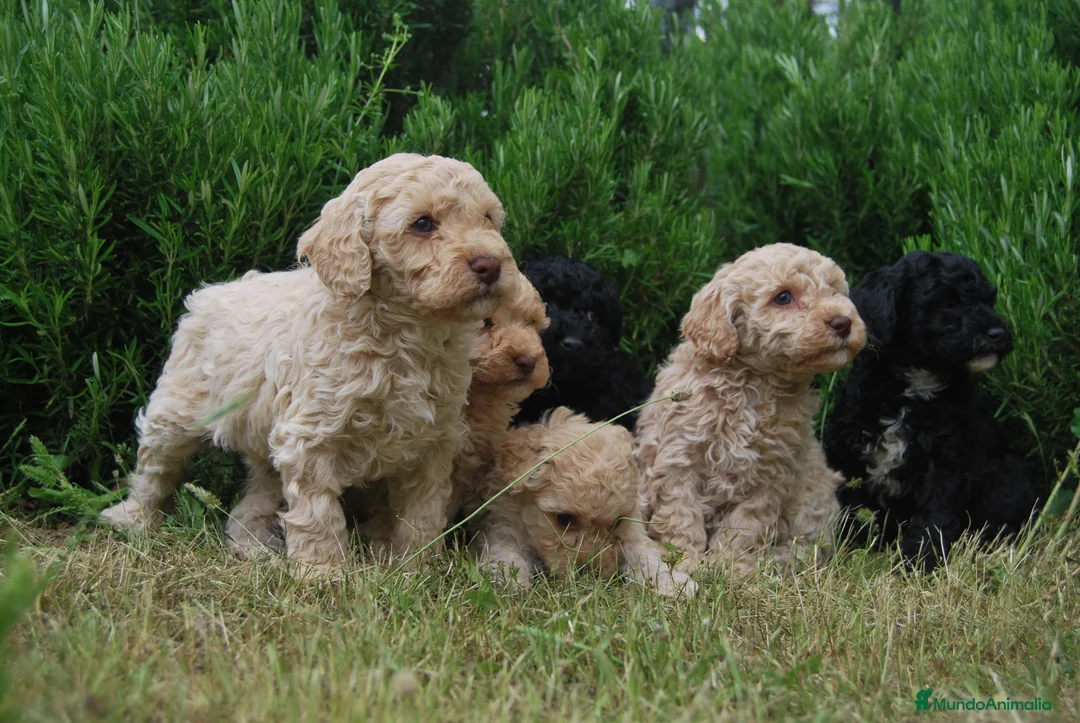 Caniche Toy perros en venta: Cachorros de Caniche toy y enano en Madrid - Anuncio 1
