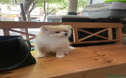 Pomerania perros en venta: Camada de pomerania en Albacete - Imagen 5