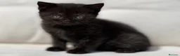 Británico de Pelo Corto gatos en venta: BRITISH SHORTHAIR NEGRA - Anuncio 3