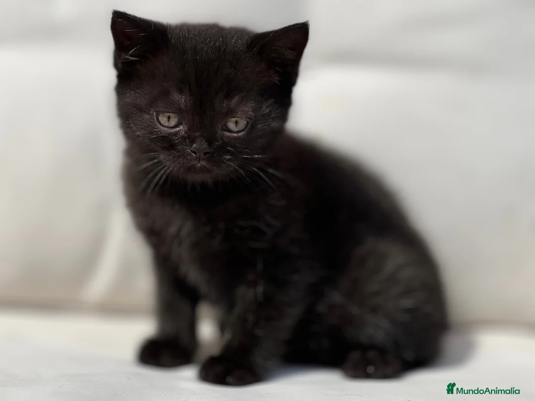 Británico de Pelo Corto gatos en venta: BRITISH SHORTHAIR NEGRA - Anuncio 3