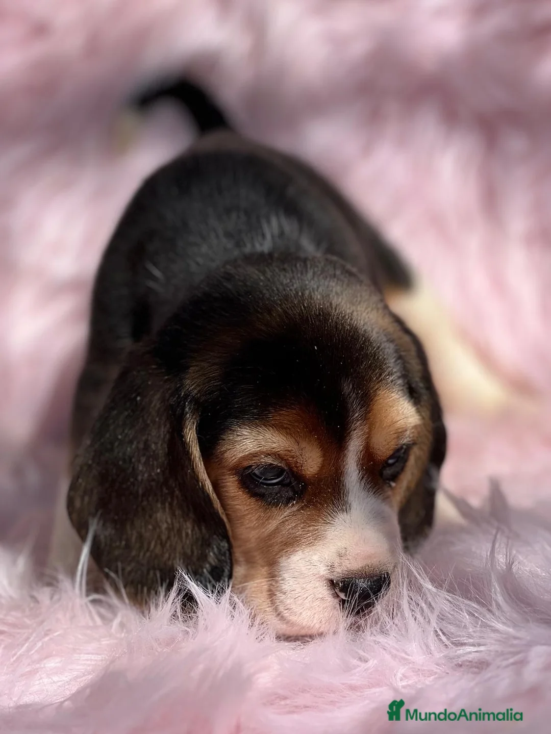 Beagle perros en venta: Beagle en Barcelona - Anuncio 6