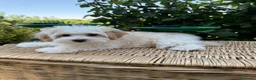 Maltipoo perros en venta: Maltipoo simpatiquísimos !!!! - Anuncio 4
