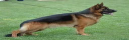 Pastor Alemán perros en venta: Cachorros de Pastor Alemán - Anuncio 5