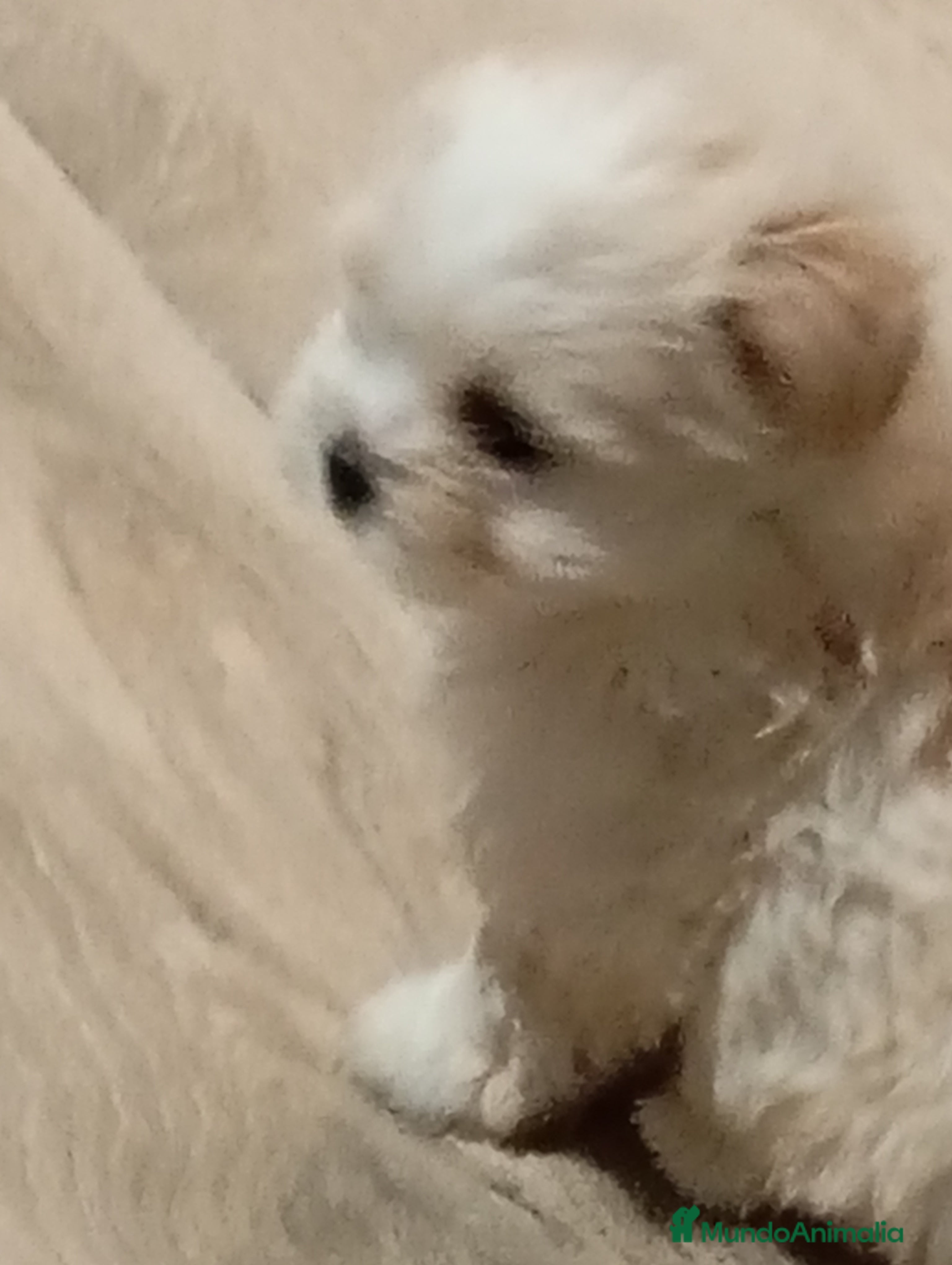 Raza Mixta perros Bichón maltés maltipoo - Anuncio 1