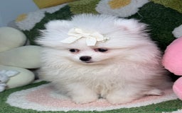 Pomerania perros en venta: Lulu de Pomerania Blanco Puro - Imagen 3