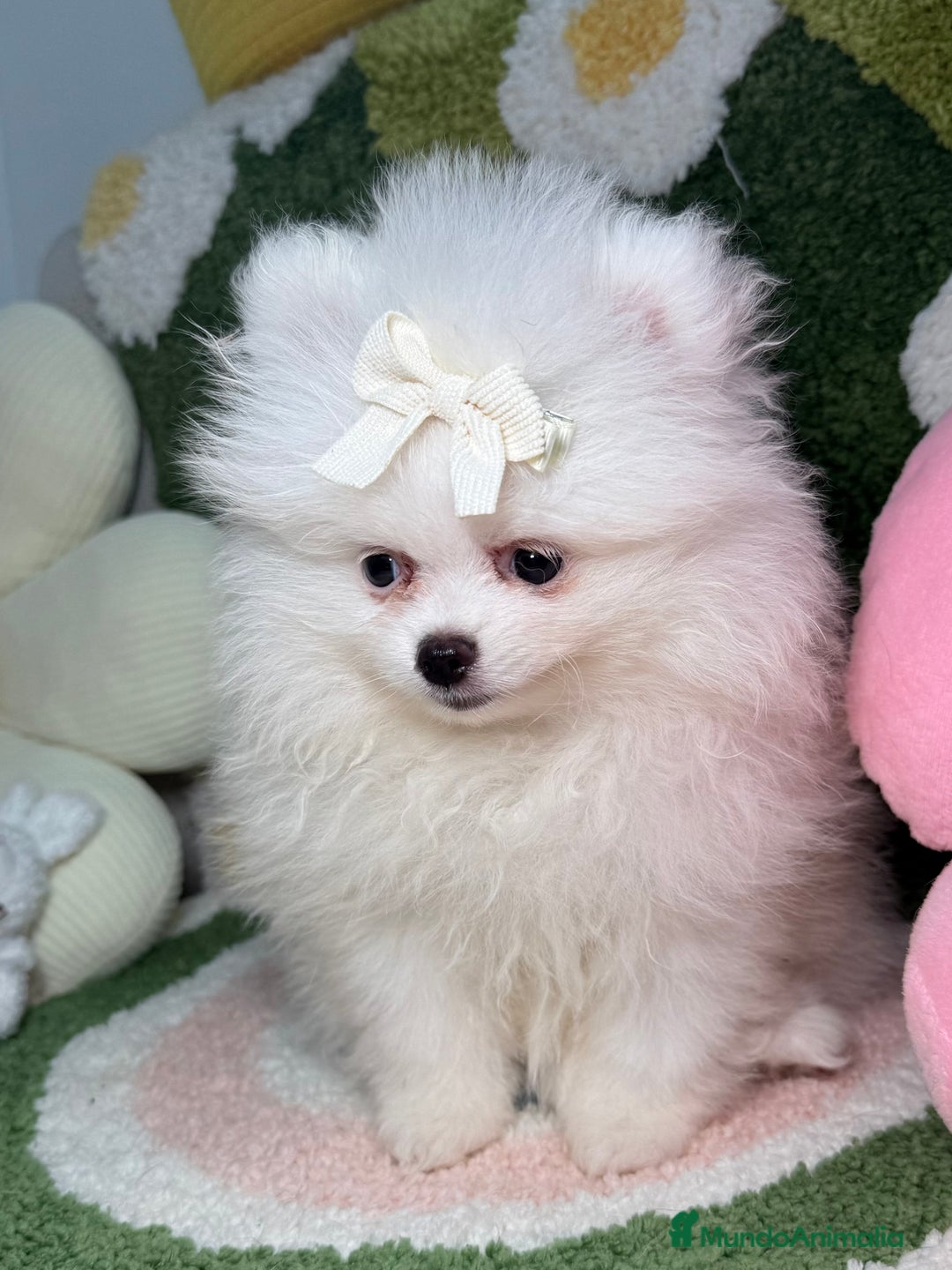 Pomerania perros en venta: Lulu de Pomerania Blanco Puro - Imagen 3