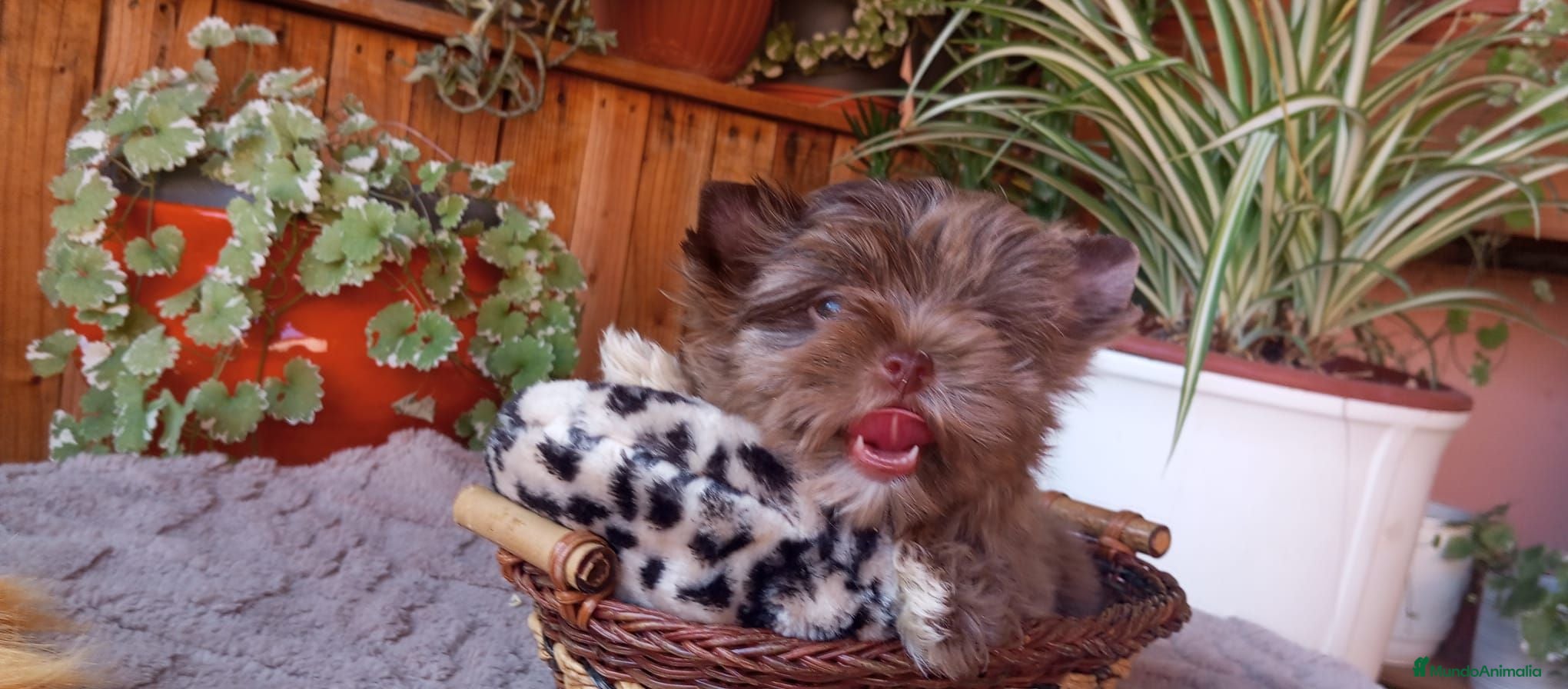 Yorkshire Terrier perros Cachorro Yorkshire chocomerle - Anuncio 1
