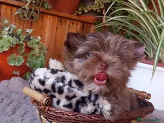 Yorkshire Terrier perros Cachorro Yorkshire chocomerle - Anuncio 14
