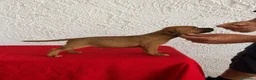 Staffordshire Bull Terrier perros en venta: Staffordshire Bull Terrier   - Anuncio 13