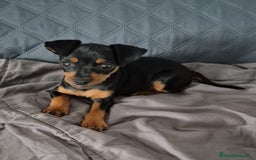 Pinscher Miniatura perros en venta: Pinscher Miniatura  - Imagen 35