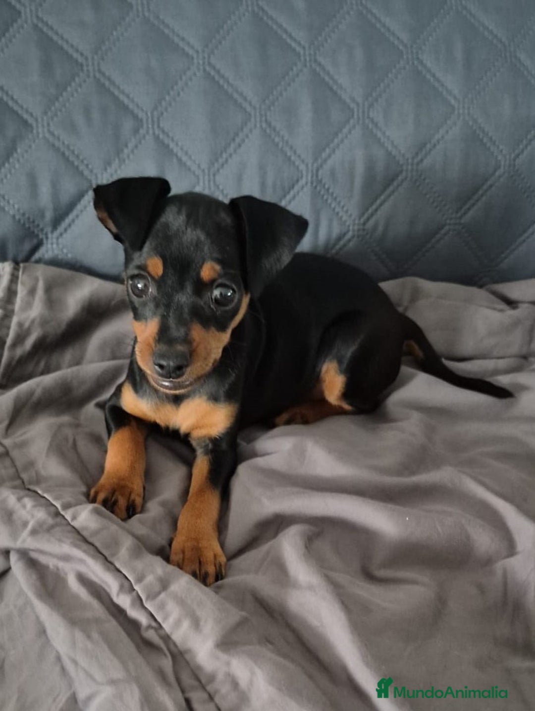 Pinscher Miniatura perros en venta: Pinscher Miniatura  - Imagen 35