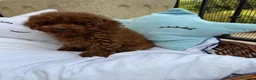 Caniche Toy perros en venta: Caniche toy disponible para entregar !! - Anuncio 3