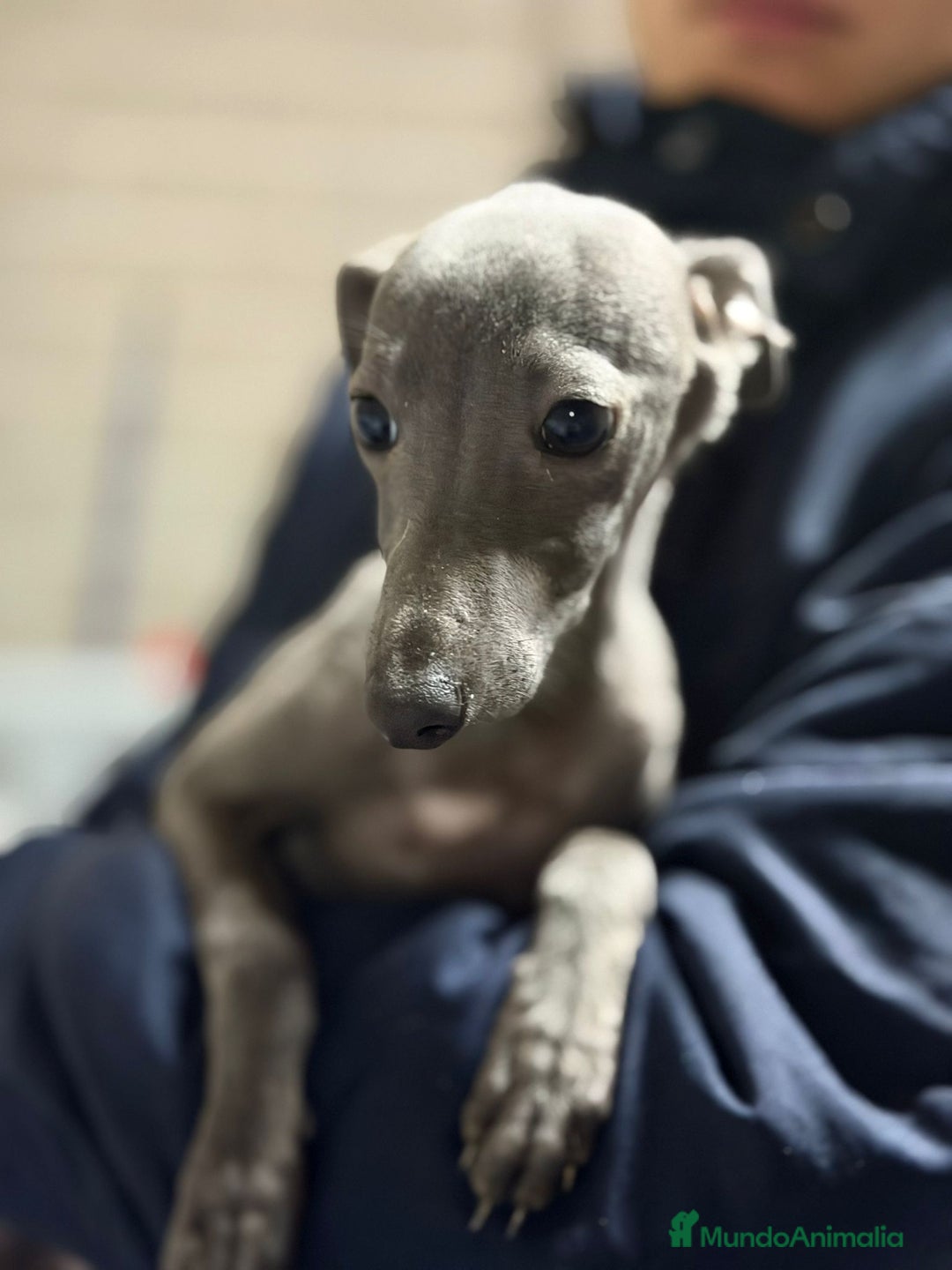 Pequeño Lebrel Italiano perros en venta: PICCOLO ITALIANO BLUE - Anuncio 5