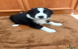 Border Collie perros en venta: Border collie - Imagen 8