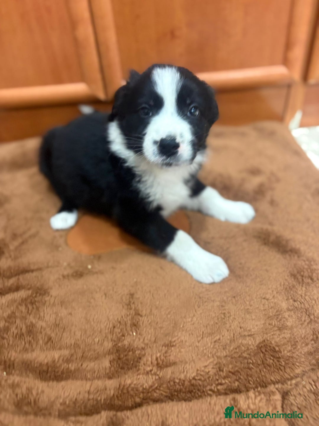 Border Collie perros en venta: Border collie - Imagen 8