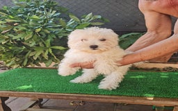 Maltipoo perros en venta: Maltipoo - Imagen 14