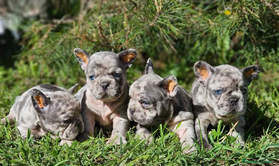 Bulldog Francés perros en venta: ‼️‼️BULLDOG FRANCES EXÓTICOS - Anuncio 8