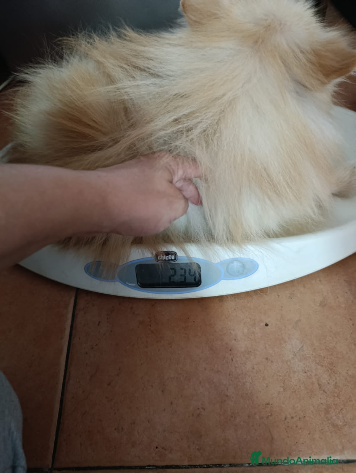 Pomerania perros Machito de pomerania americano  - Anuncio 1