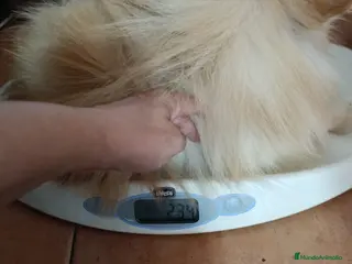 Pomerania perros Machito de pomerania americano - Anuncio 1