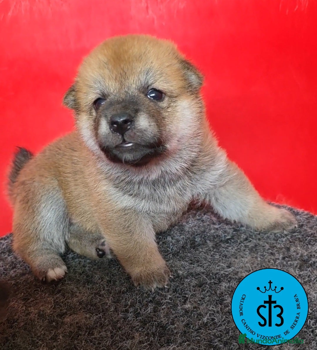 Shiba Inu perros SHIBA INU LOE (PEDEGREE) - Anuncio 3