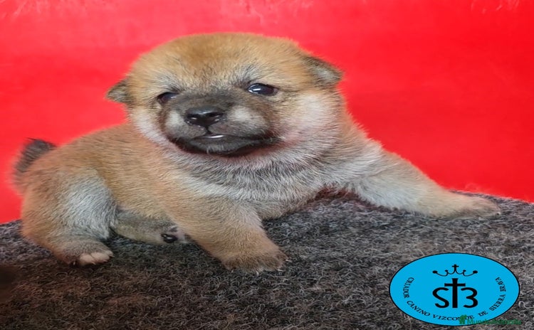 Shiba Inu perros - Anuncio 1