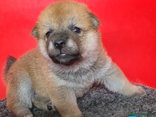Shiba Inu perros - Anuncio 32