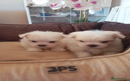 Bichón Maltés perros en venta:  Hermosos bichón maltés  - Imagen 6
