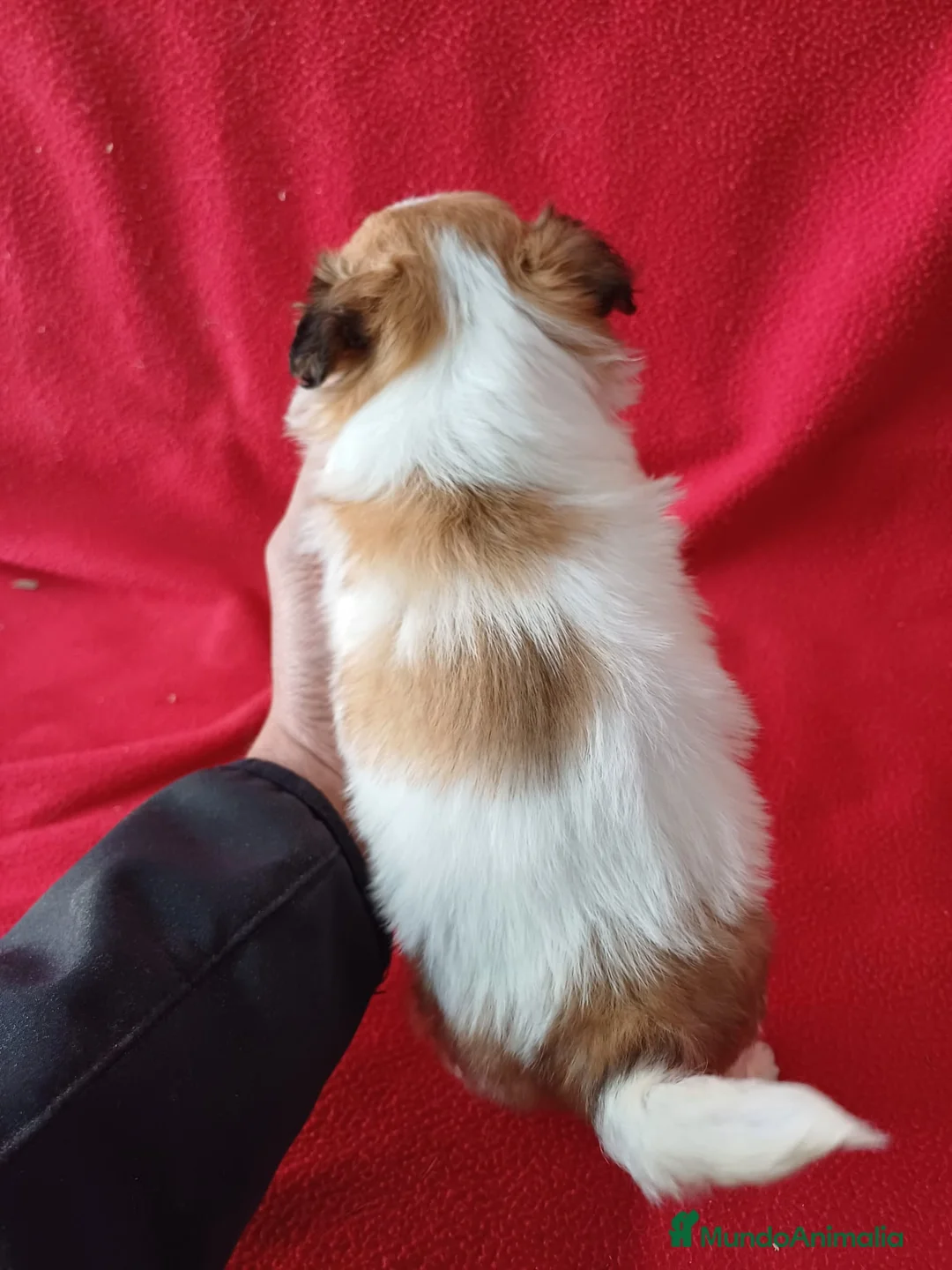 Shih Tzu perros en venta: Shitzhu  - Anuncio 4