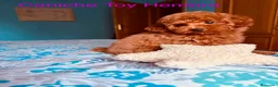 Caniche Toy perros en venta: Caniche Toy hembra disponible !!! - Anuncio 2
