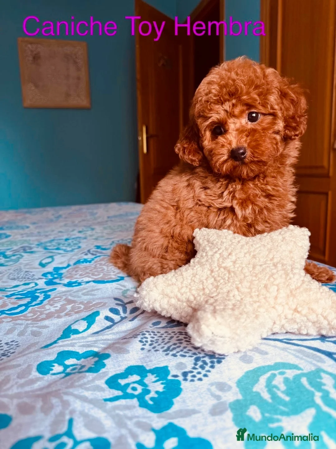 Caniche Toy perros en venta: Caniche Toy hembra disponible !!! - Anuncio 2