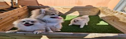 Pomerania perros en venta: POMERANIA  en Barcelona - Anuncio 4