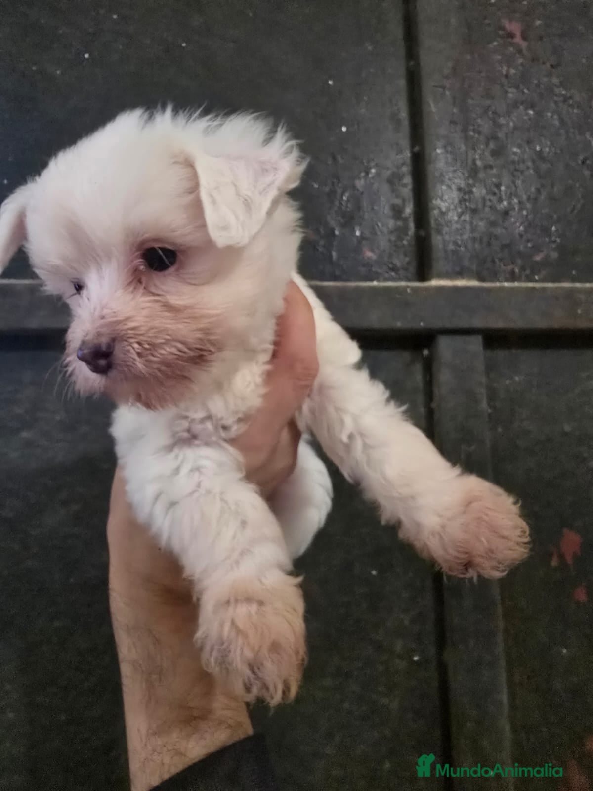 Otras razas perros Cachorros Crestado Chino con pelo. - Anuncio 1
