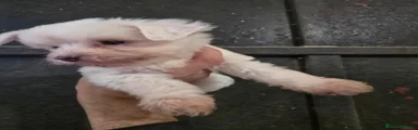 Otras razas Cachorro 1