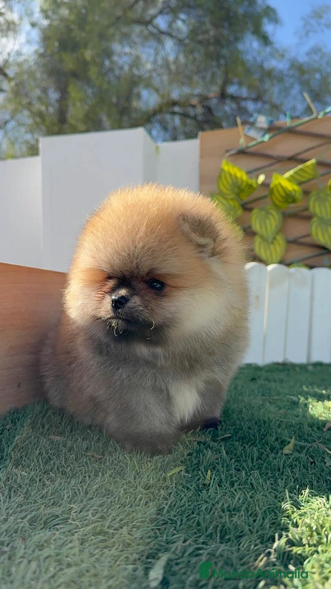 Pomerania perros en venta: POMERANIA MACHO - Anuncio 11