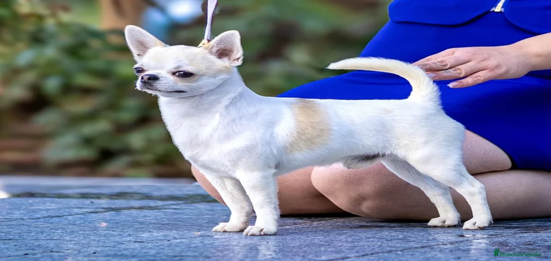 Imagen de galería {{count}}