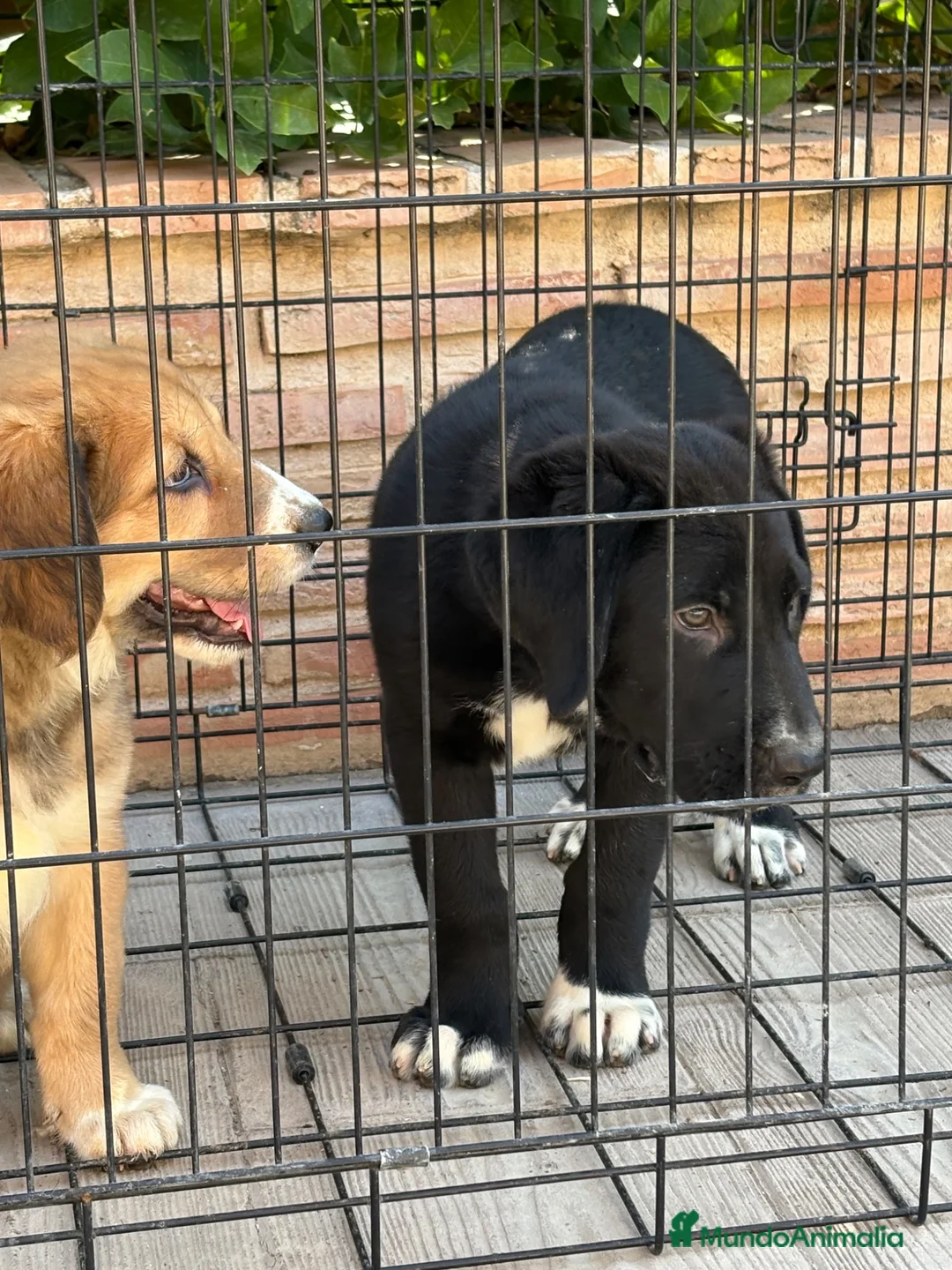 Pastor de Asia Central perros en venta: Macho y hembra alabai - Anuncio 10
