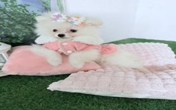 Pomerania perros en venta: Pomeranias toy - Imagen 4
