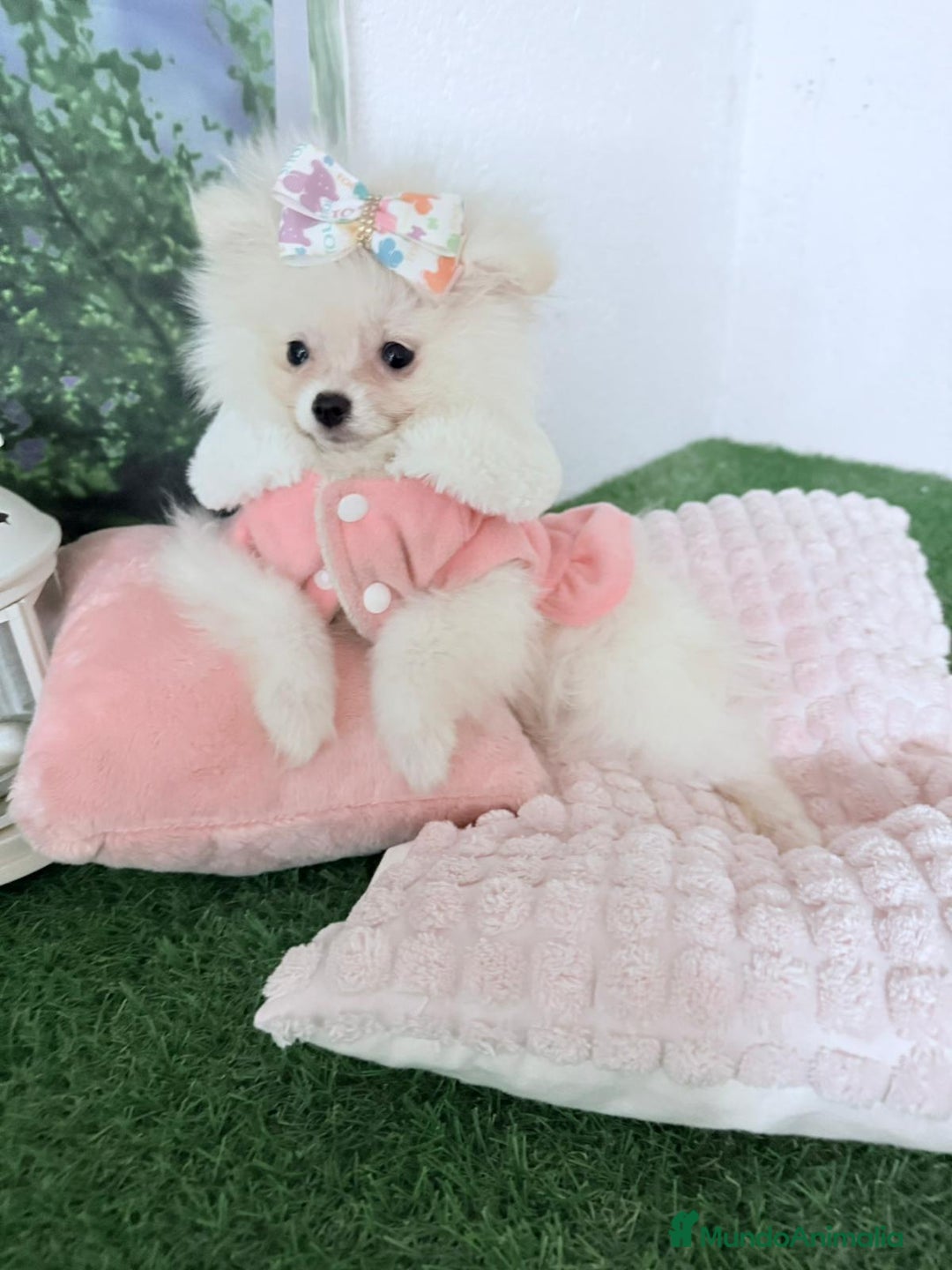 Pomerania perros en venta: Pomeranias toy - Imagen 4