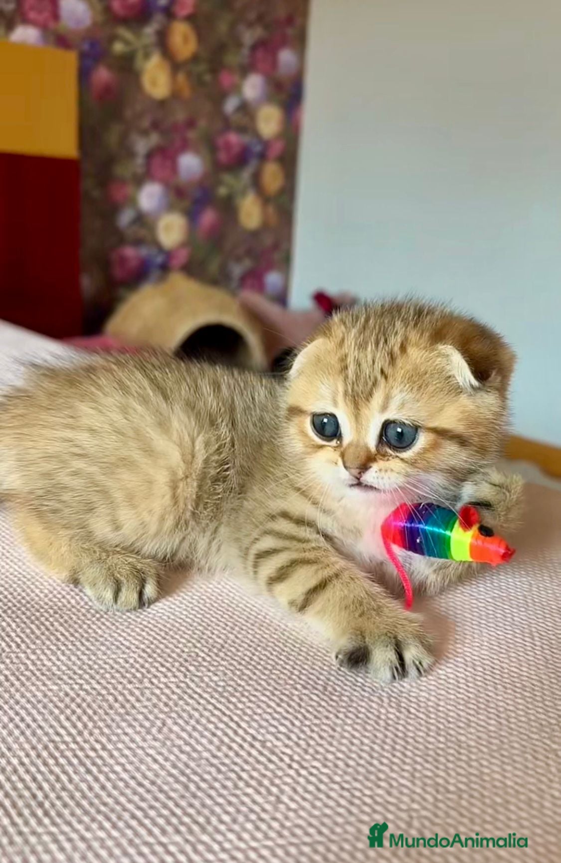 Británico de Pelo Corto gatos Gatitos British y Scottish Fold  - Anuncio 17