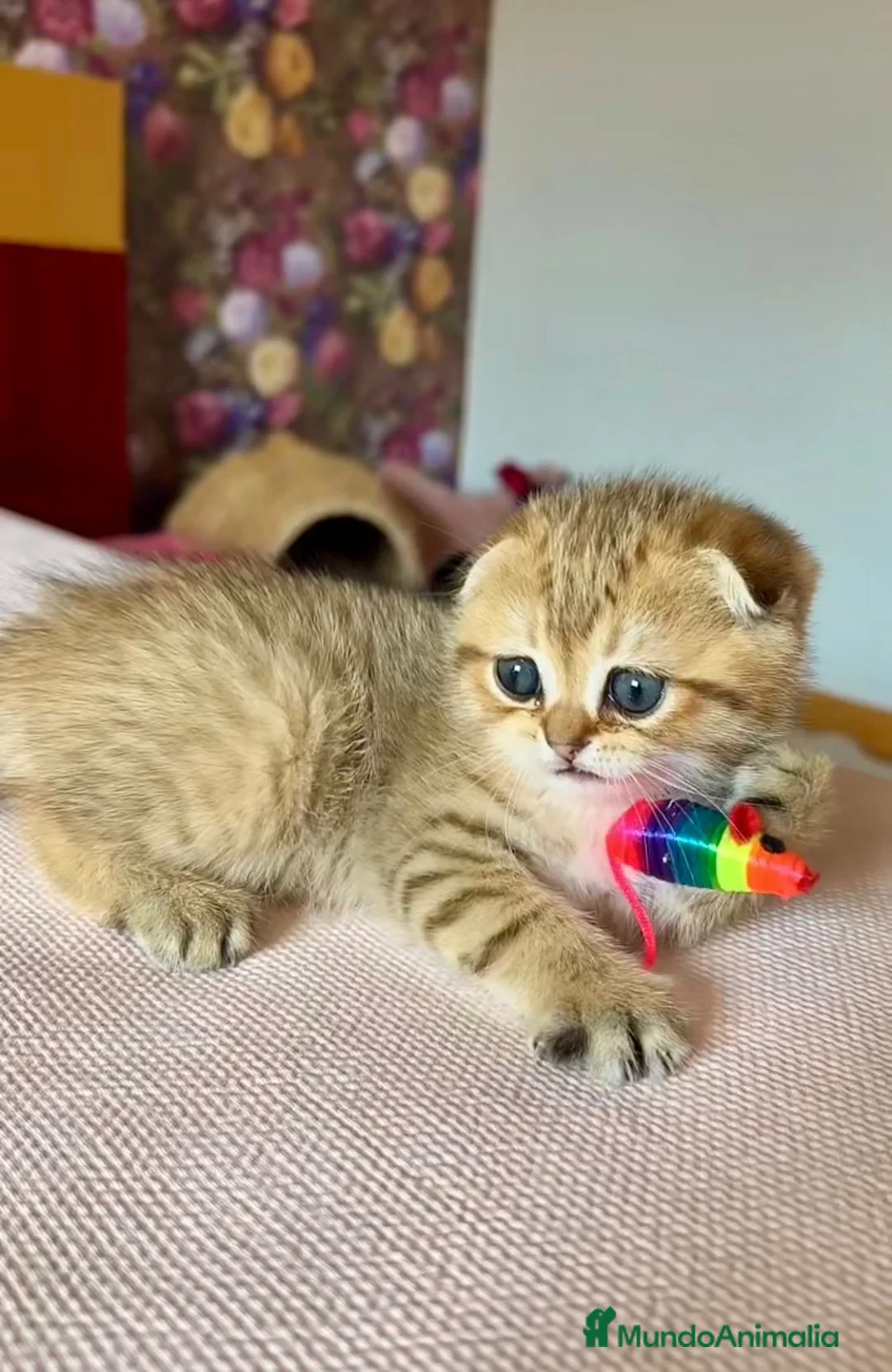 Británico de Pelo Corto gatos en venta: Gatitos British y Scottish Fold  - Anuncio 1