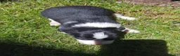 Border Collie perros en venta: Cachorros de border collie 6 - Anuncio 7
